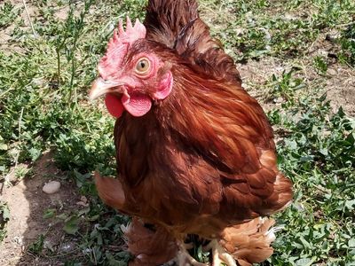 "Jumper" RED BANTAM COCHIN ROOSTER 3 months old for Sale