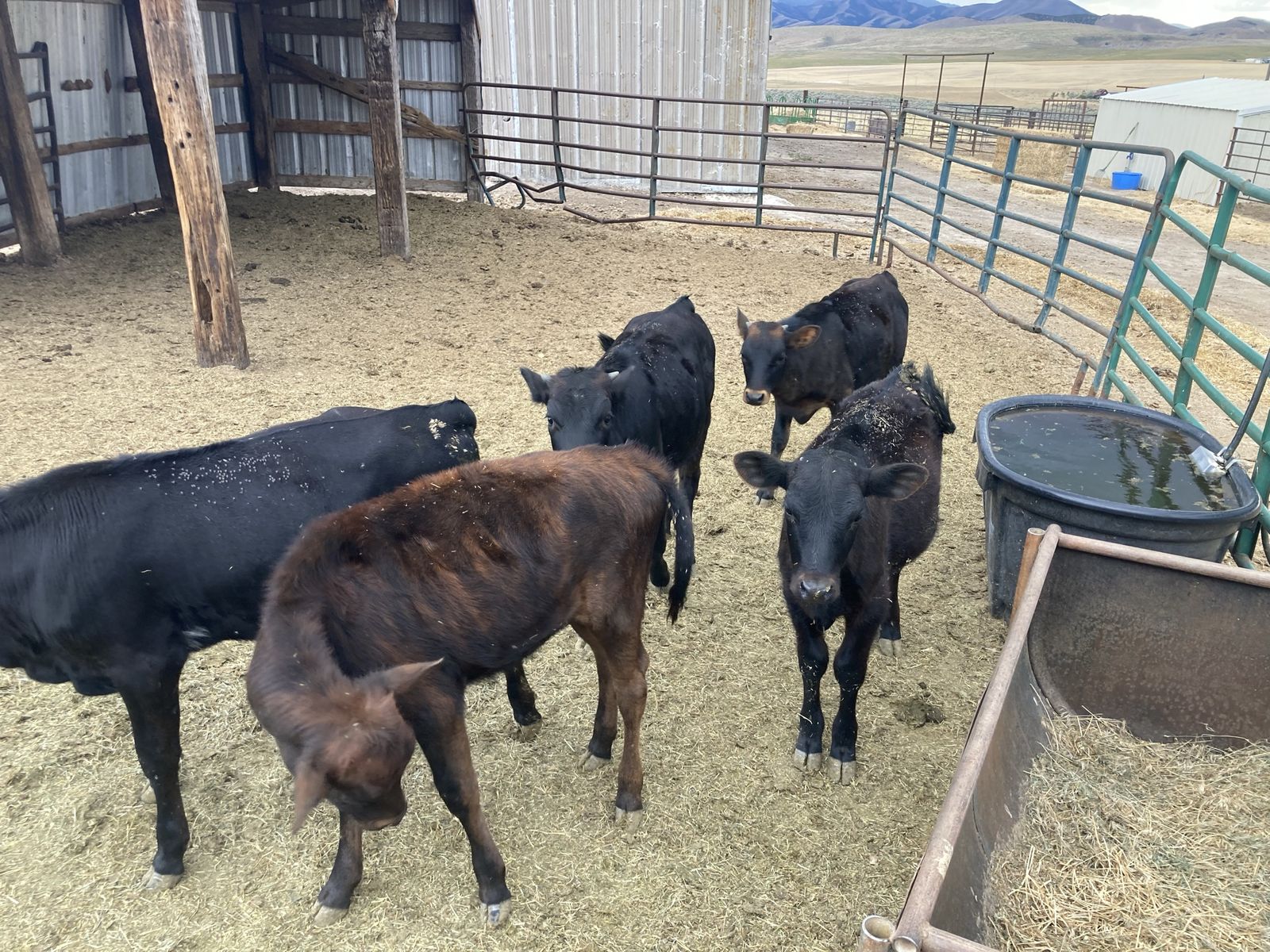 Two corriente steer calves for sale. 3 months old. 