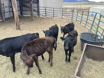 Two corriente steer calves for sale. 3 months old.