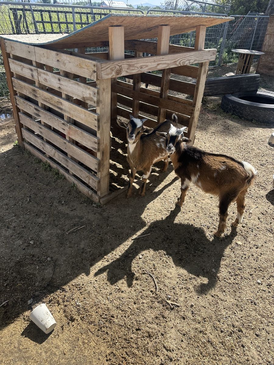 Mini Nubian bucks
