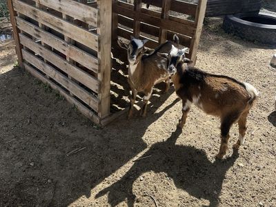 Mini Nubian bucks