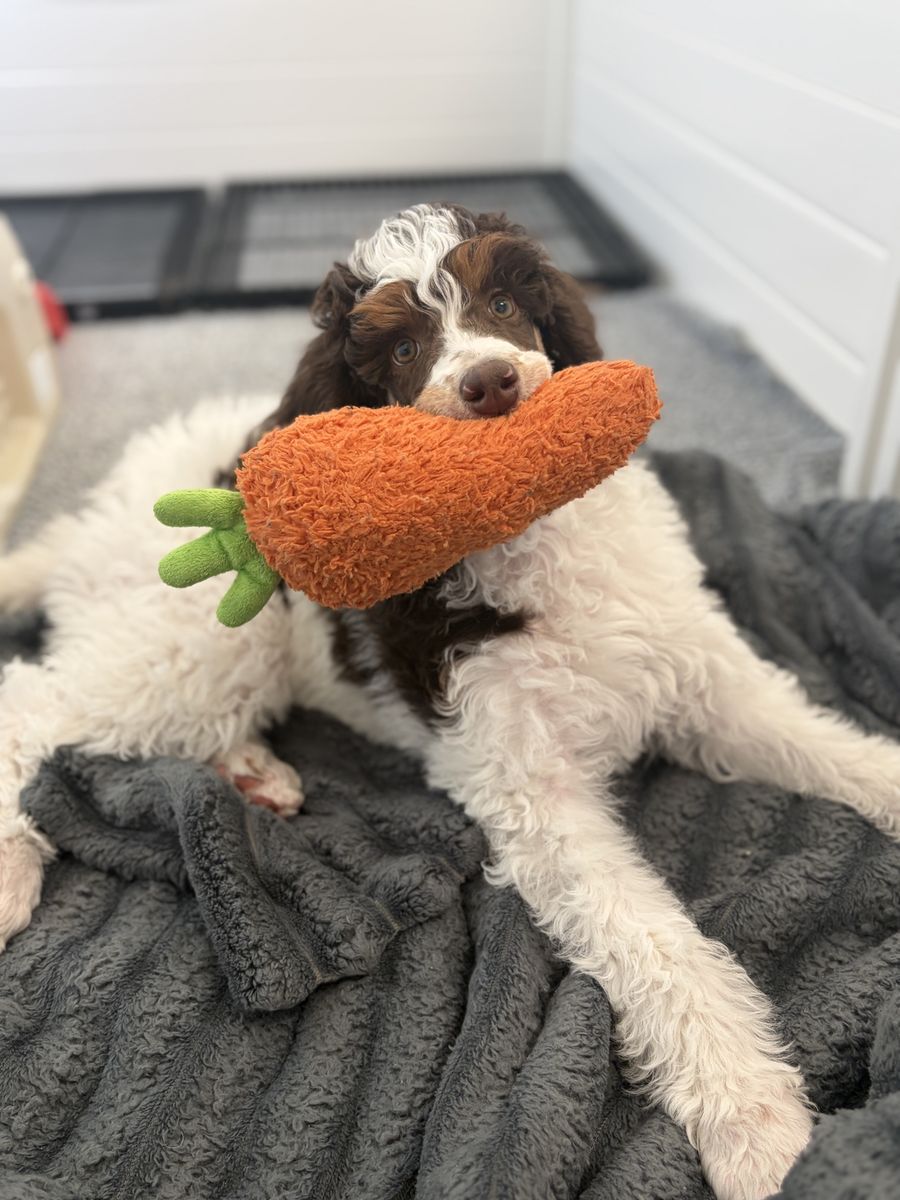 AKC Standard Poodles