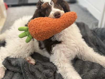 AKC Standard Poodles