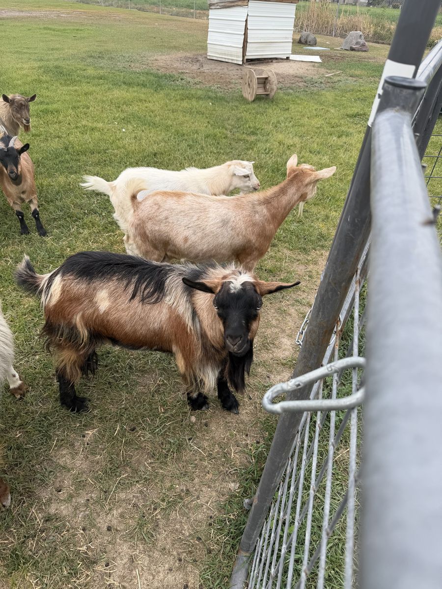Fainting goats for sale