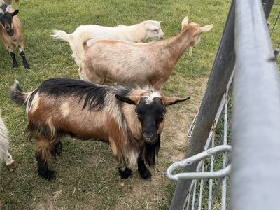 Fainting goats for sale
