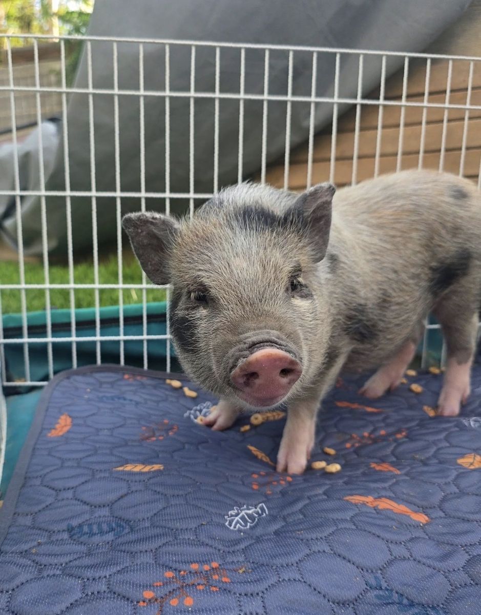 Adorable Mini Juliana baby pigs for Sale - Friendly and Playful