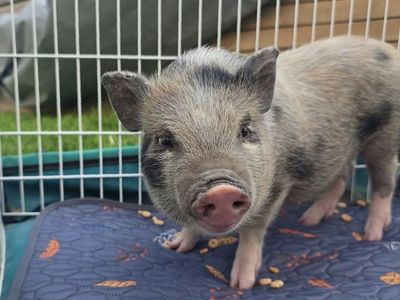 Adorable Mini Juliana baby pigs for Sale - Friendly and Playful