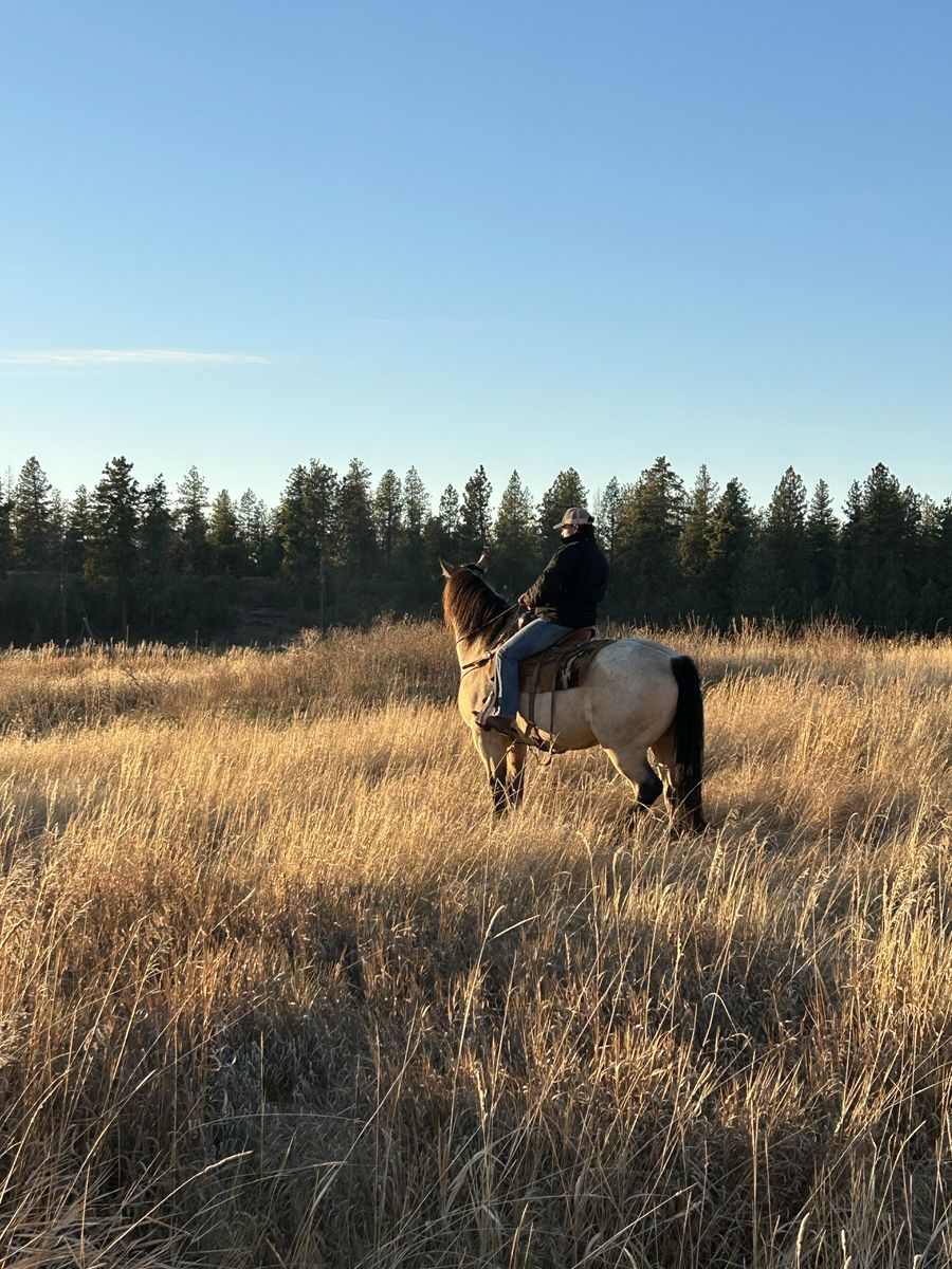 Experienced Horse Trainer