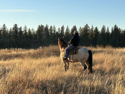 Experienced Horse Trainer