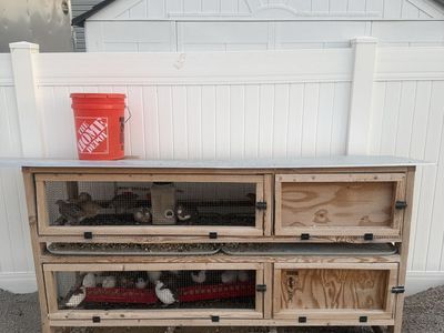 Jumbo Coturnix Quail and cage