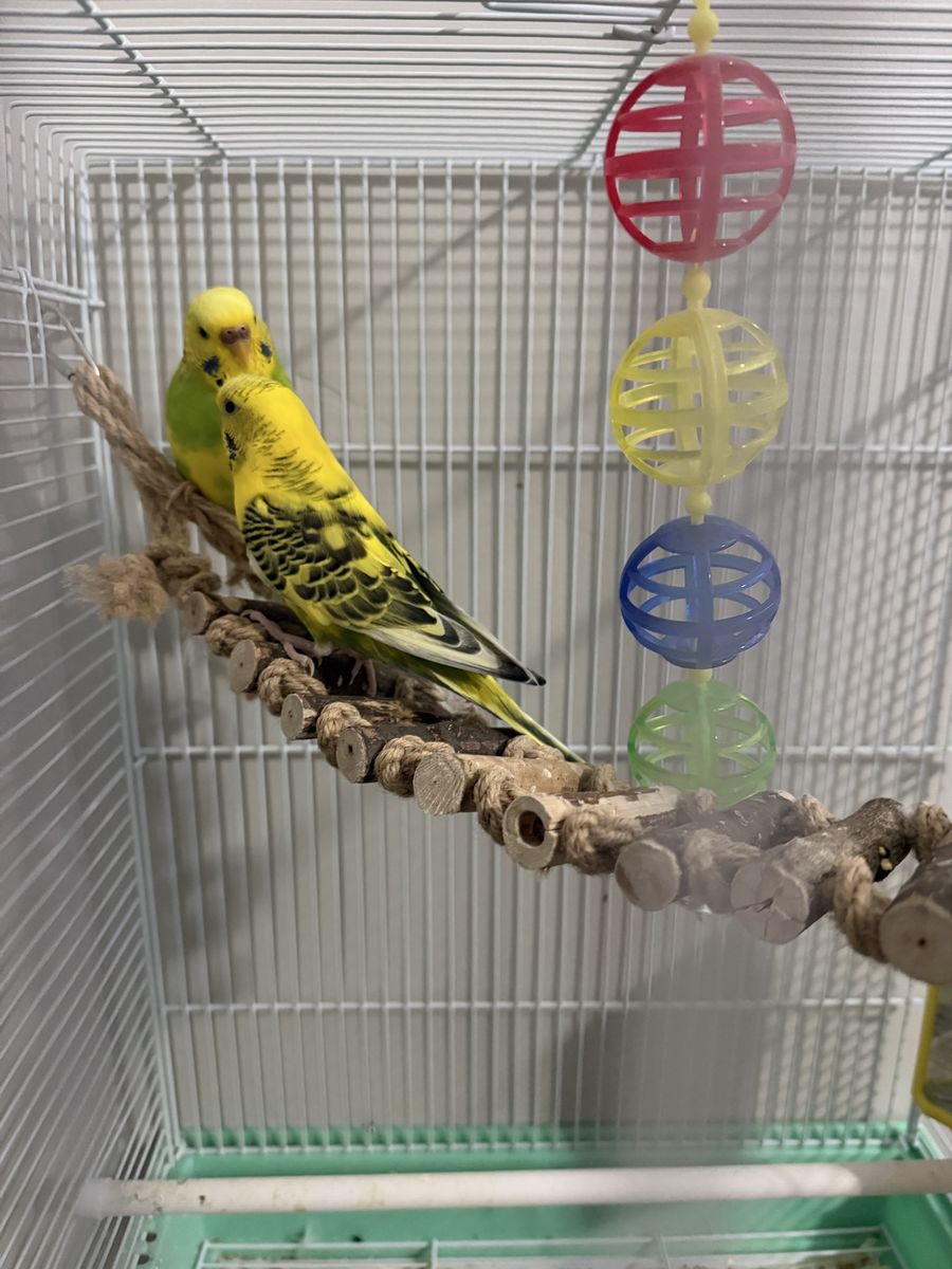 Pair of Yellow and Green Parakeets (Budgies) - Male and Female, Healthy