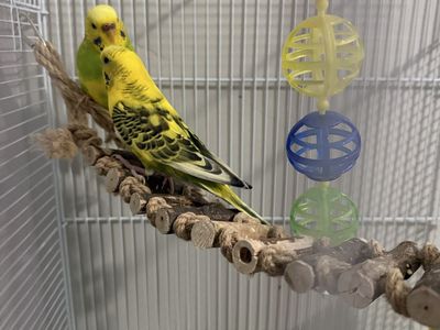 Pair of Yellow and Green Parakeets (Budgies) - Male and Female, Healthy