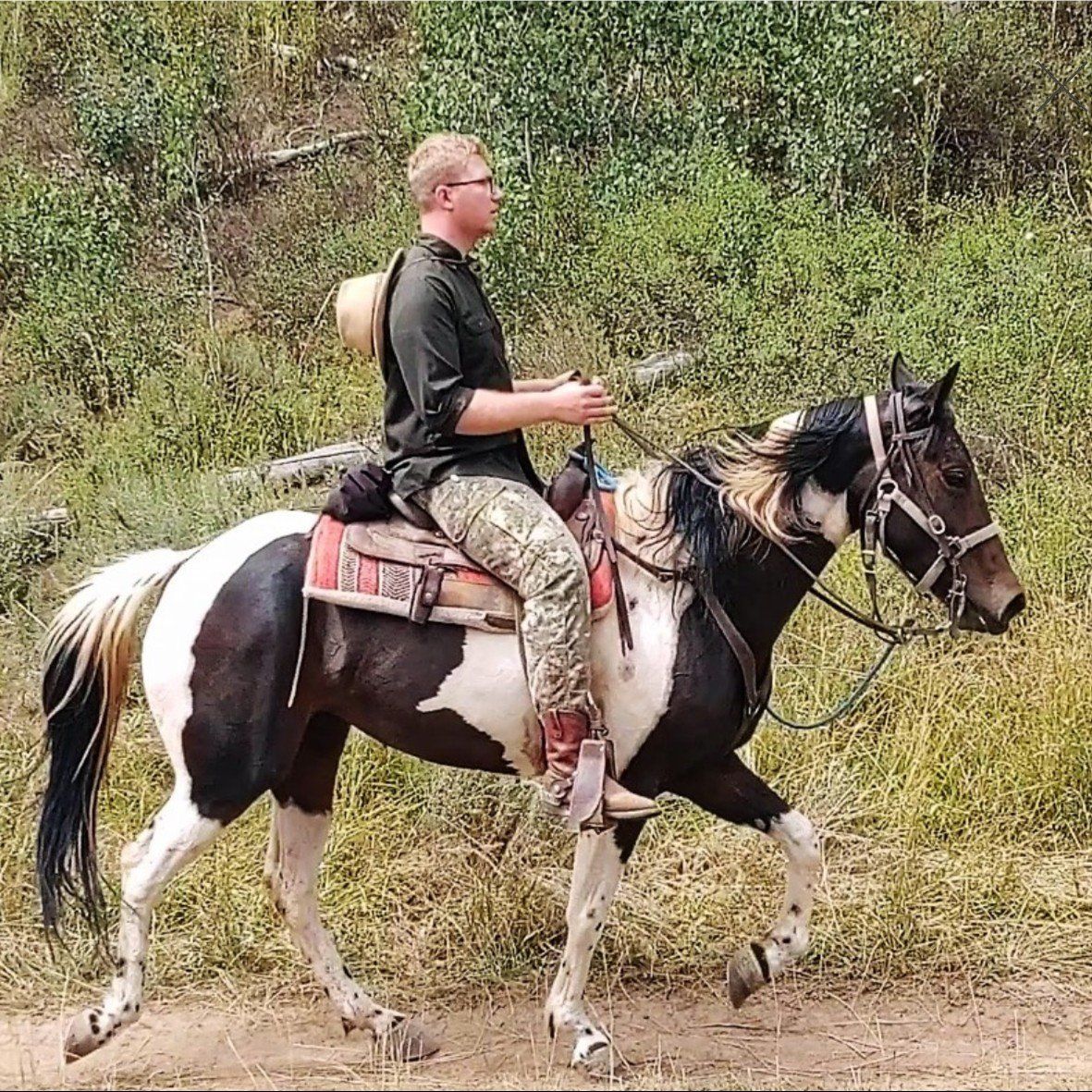 Deluxe 15.2 hand gaited trail Horse!