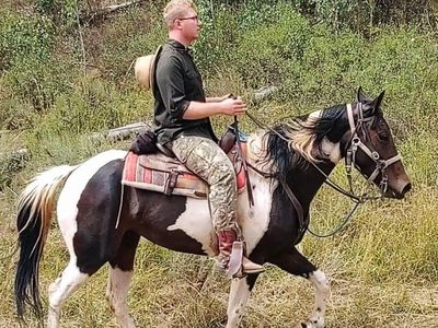 Deluxe 15.2 hand gaited trail Horse!