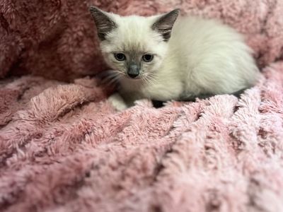 Allergy friendly Bengal mixes!!!