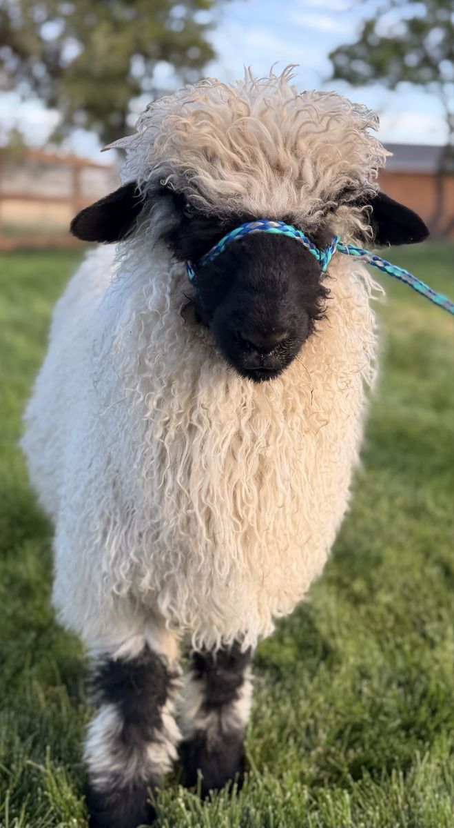 F3 Intact Valais Blacknose Ram - Born in May