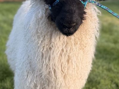 F3 Intact Valais Blacknose Ram - Born in May