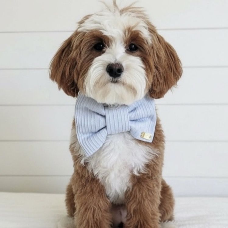 Micro Goldendoodle