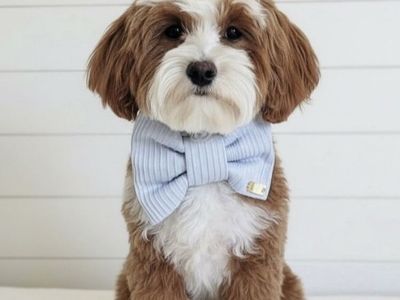 Micro Goldendoodle