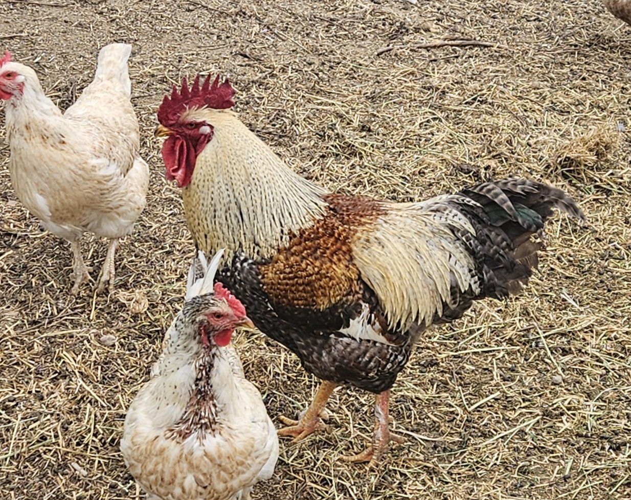 free rooster