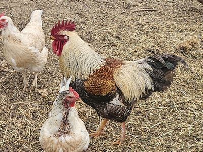 free rooster