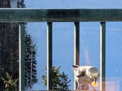 Iron Blosam Lodge Snowbird 2 floor unit slps 8: Sat Sept 5-12'26 LABOR DAY WEEK.