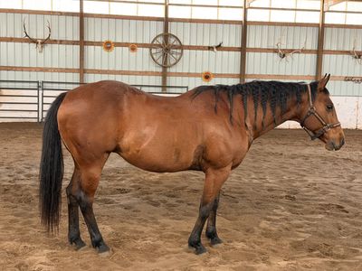 19 Year Old Bay Mare