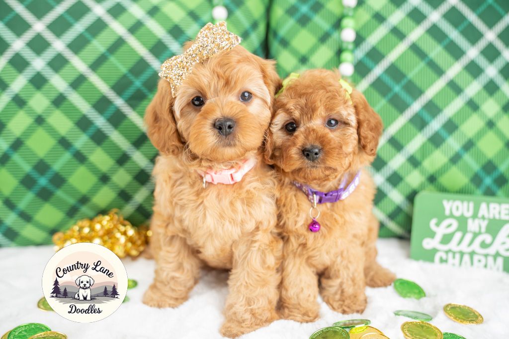 Adorable F1b Cavapoo Puppies – Ready for Their Forever Homes!