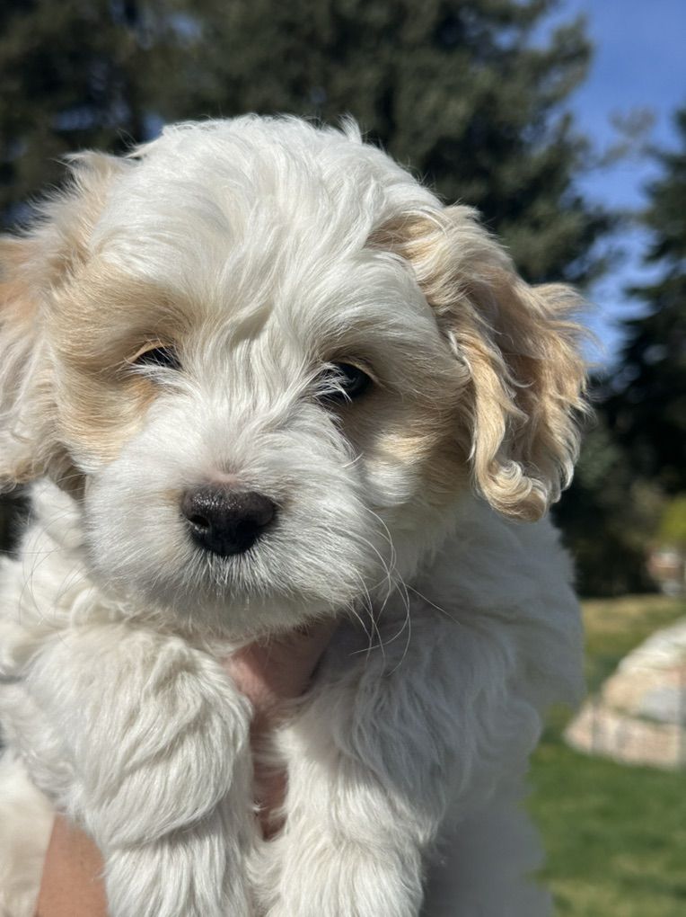 Mini Golden Doodle Aussiedoodle Goldendoodle