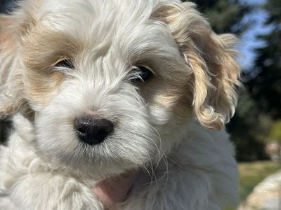 Mini Golden Doodle Aussiedoodle Goldendoodle