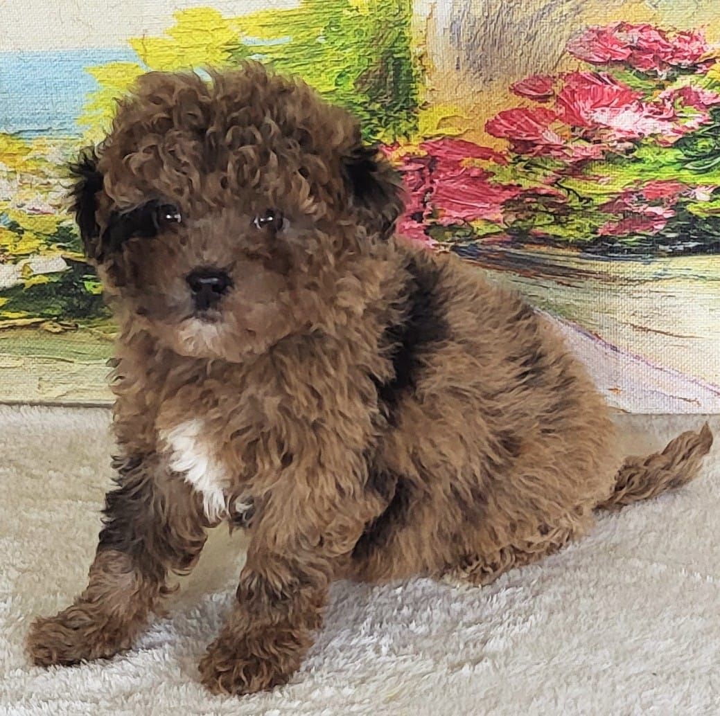 Micro Goldendoodles - Girl Strawberry – $2400