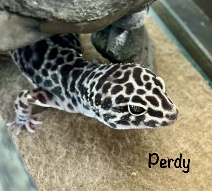 Perdy Leopard Gecko - Healthy & Active Reptile Pet