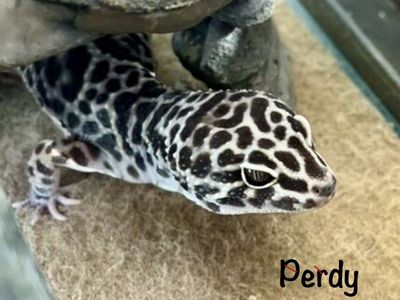 Perdy Leopard Gecko - Healthy & Active Reptile Pet