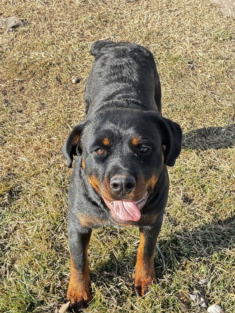 8 Month Female Rottweiler