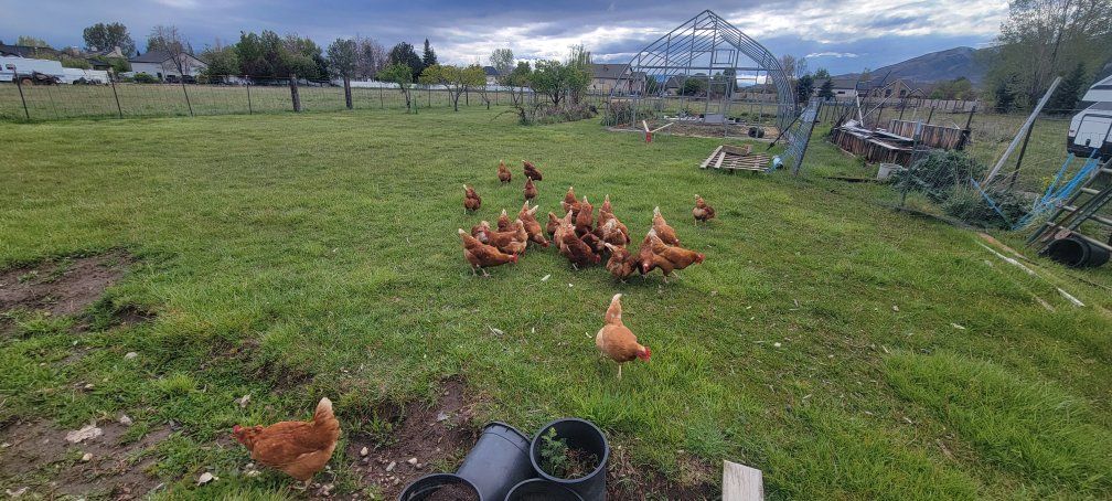 X-Large/Jumbo Brown Free Range Egga