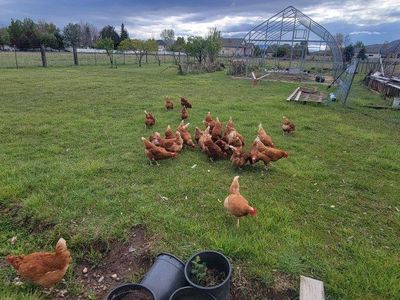 X-Large/Jumbo Brown Free Range Egga