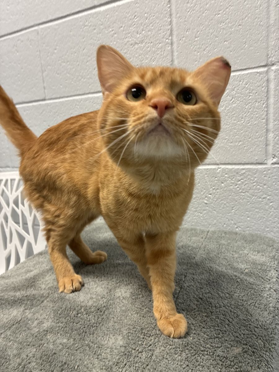 A164576 Birch is Available for Adoption!