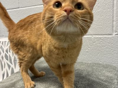 A164576 Birch is Available for Adoption!