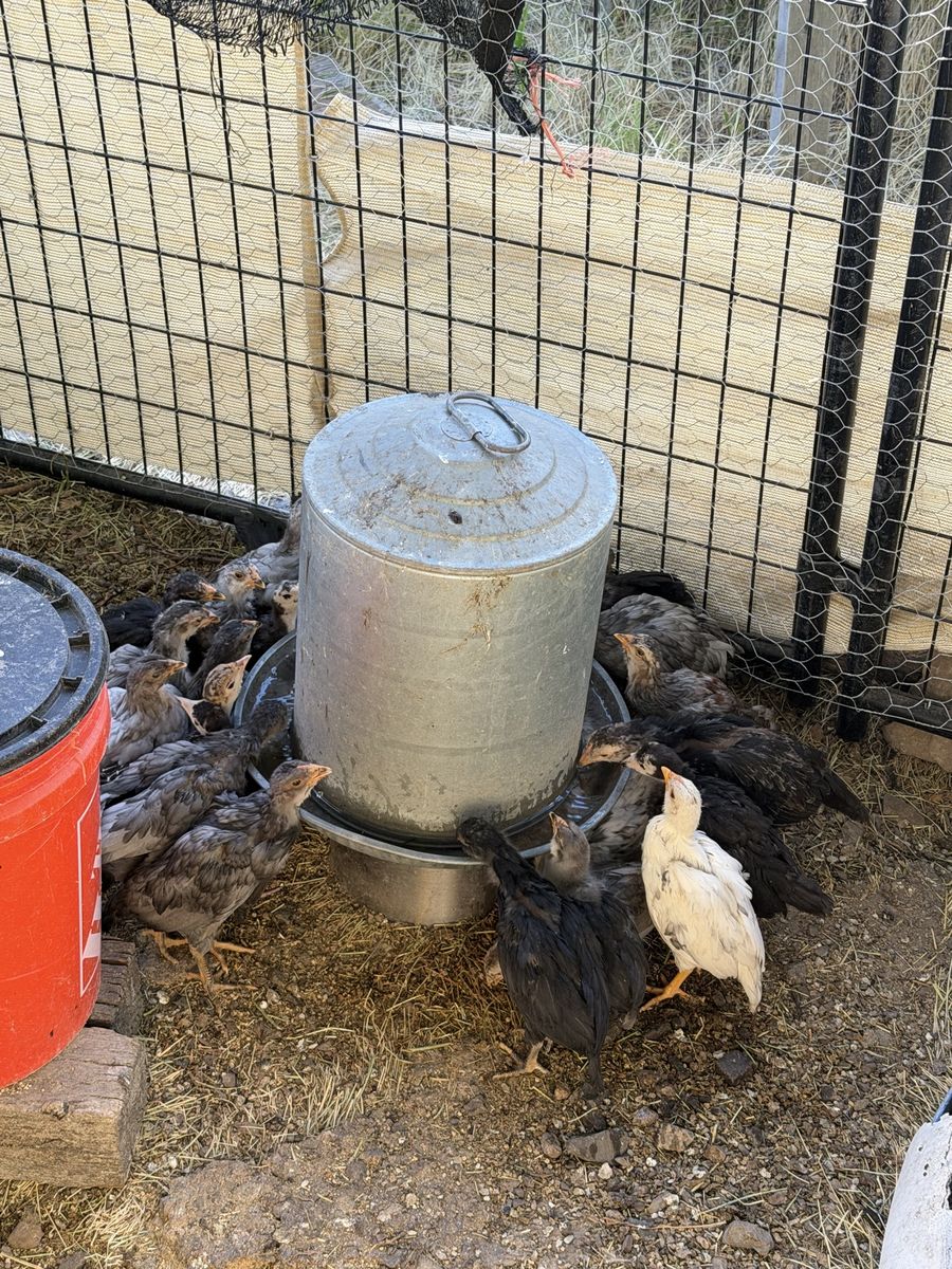 Whiting true blue roosters