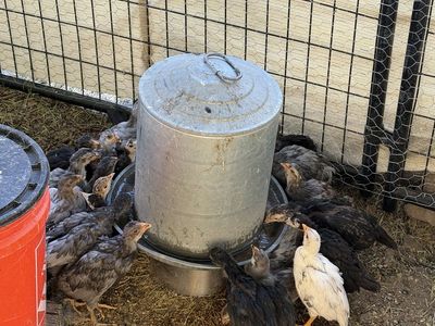 Whiting true blue roosters