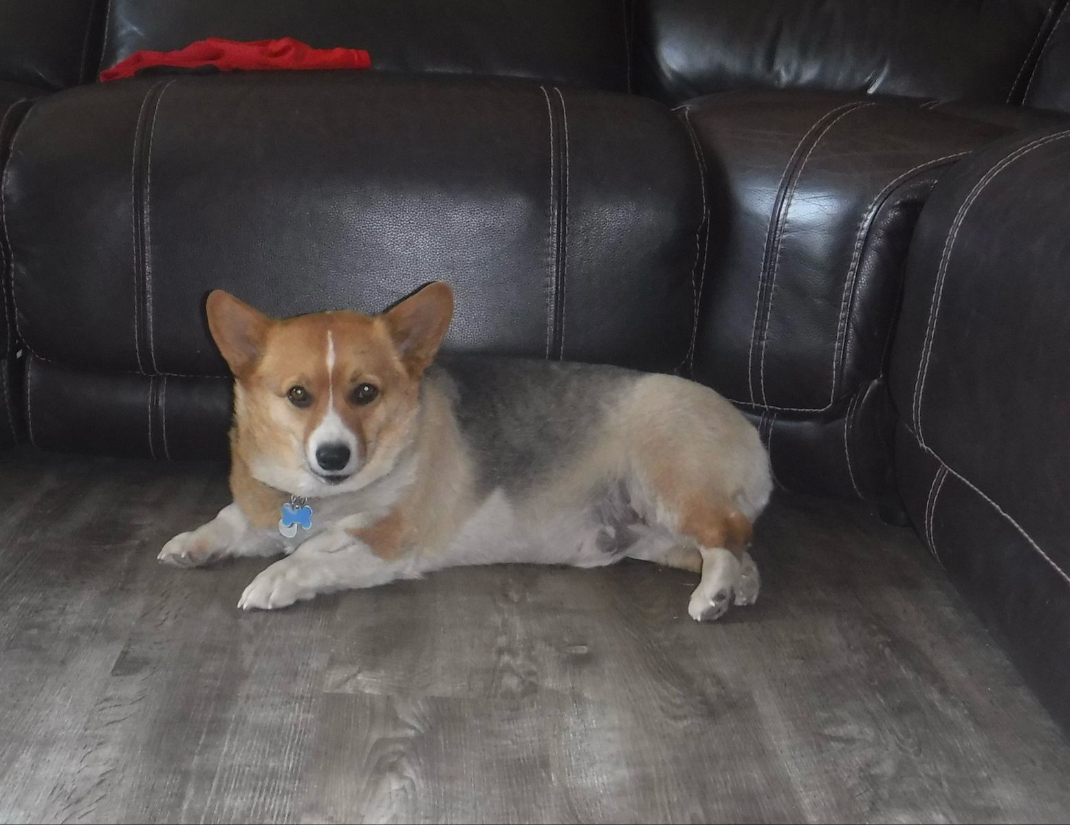 Pembroke welsh corgi