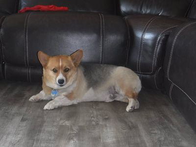Pembroke welsh corgi