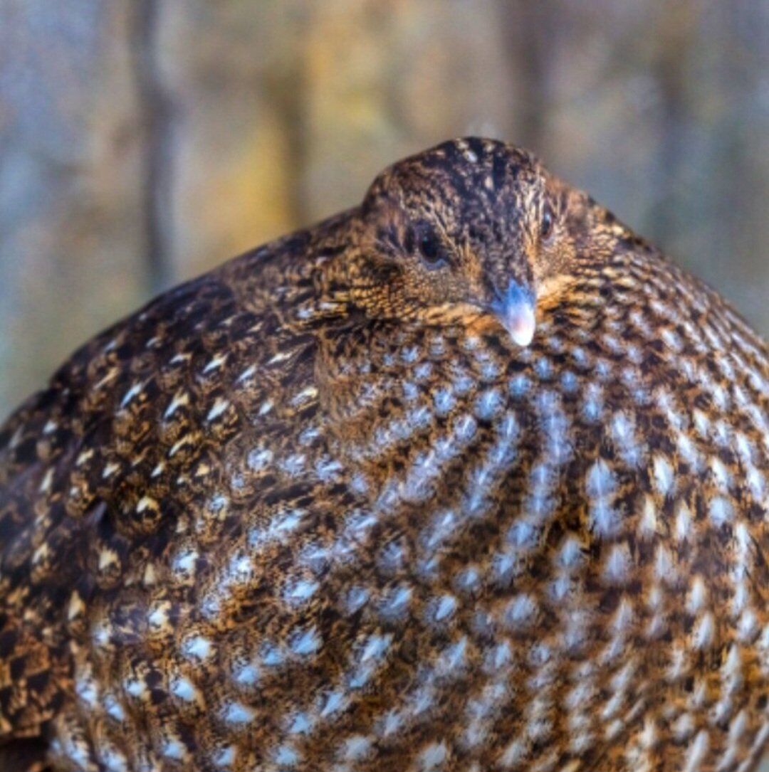 ISO Temminck’s Tragopan Hen