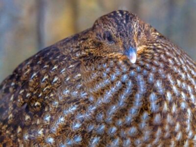 ISO Temminck’s Tragopan Hen