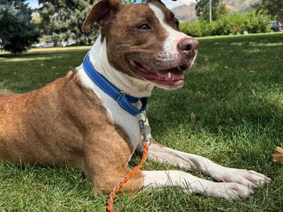 Hello my name is Dino