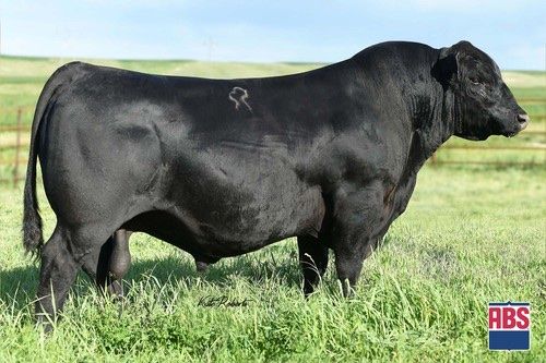 Low PAP Yearling Simangus, and Angus Bulls