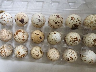 Eggs - California Valley Quail