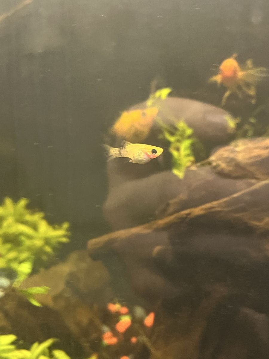 Calico Mollies