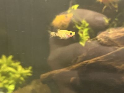 Calico Mollies