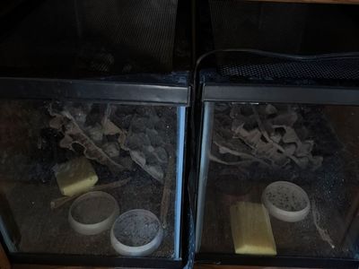 Dubia Roach Colony